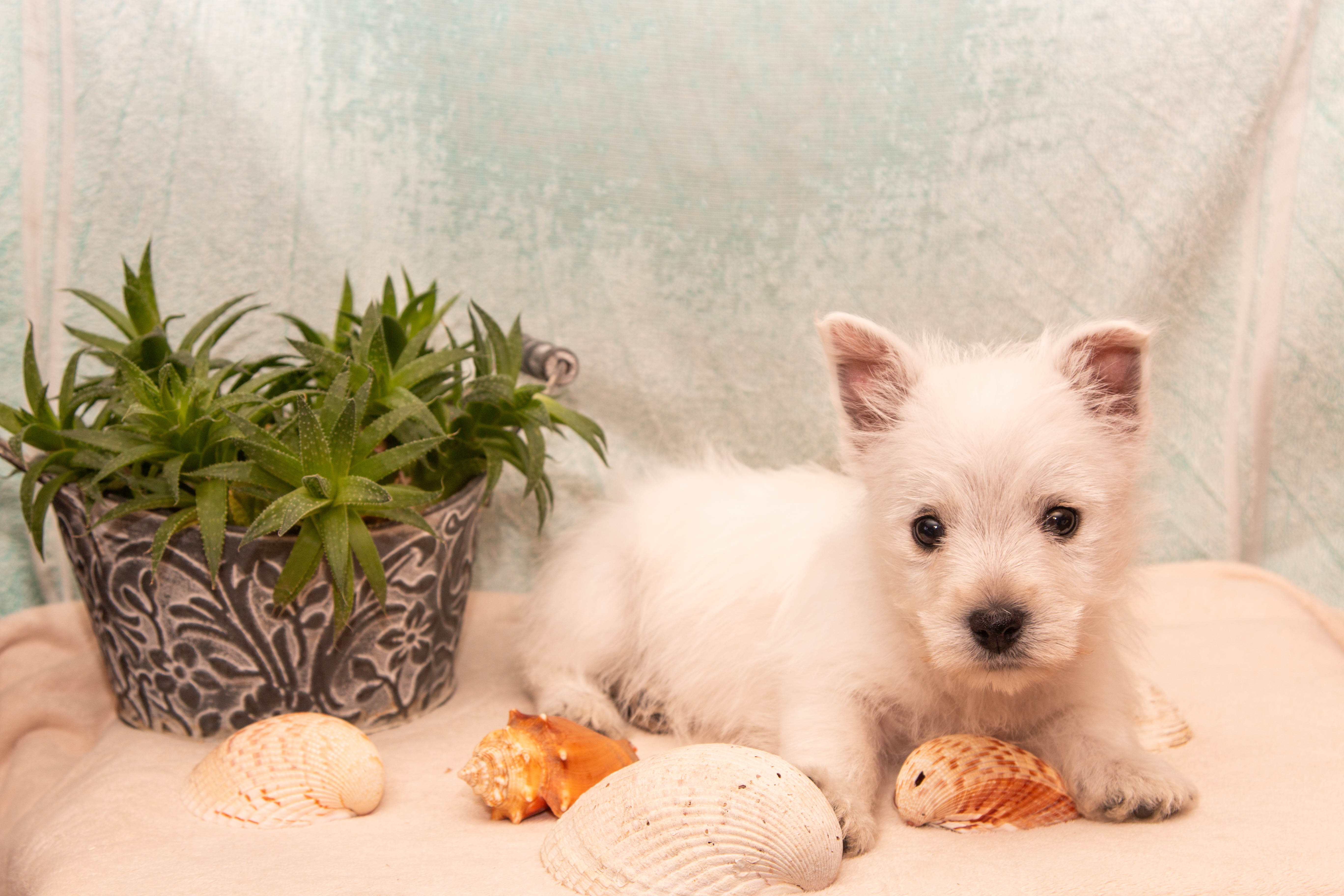 puppy, for, sale, West Highland White Terrier, Amos B. King, dog, breeder, Romney, WV, dog-breeder, puppy-for-sale, forsale, nearby, find, puppyfind, locator, puppylocator, aca